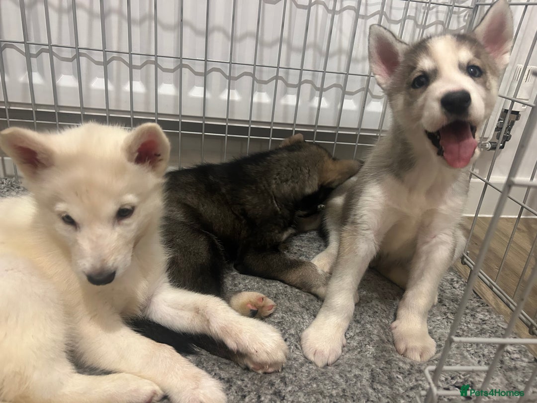 Siberian Husky dogs for sale: 3 x Siberian husky puppies  - Image 13