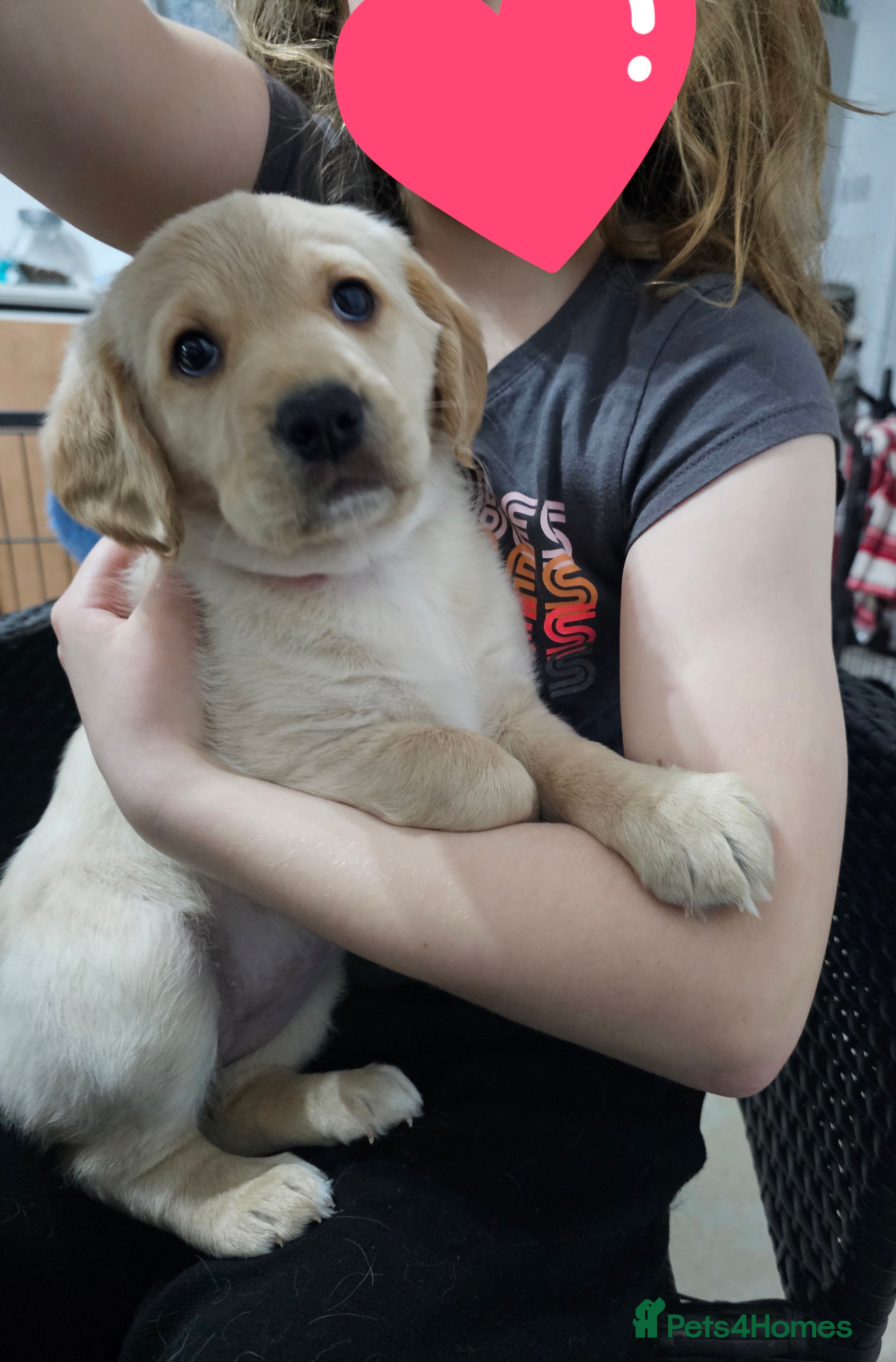 Cockerdor dogs The most loving Cockerdor Pups-ready from4th March - Advert 1