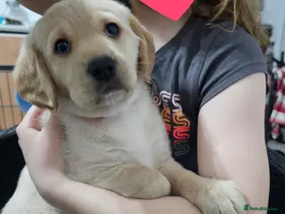 Cockerdor dogs The most loving Cockerdor Pups-ready from4th March - Advert 6