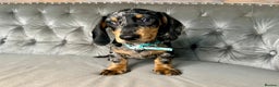 Miniature Dachshund dogs for sale: READY NOW Miniature Dachshund Puppies - Advert 6