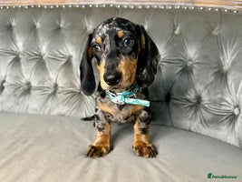 Miniature Dachshund dogs - Advert 7