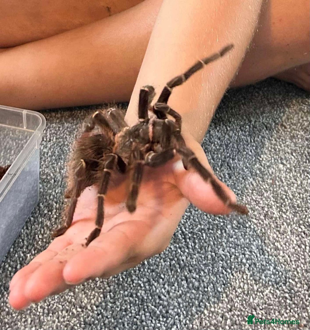 Tarantulas invertebrates for sale: Pink Salmon Bird Eater - Image 1