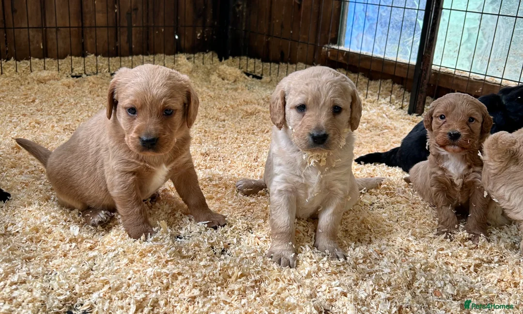 Labradoodle dogs for sale: Miniature Labradoodle Puppies - Advert 1
