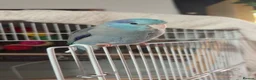 Parrots birds for sale: Male Blue Parrotlet  in Bedford - Advert 1