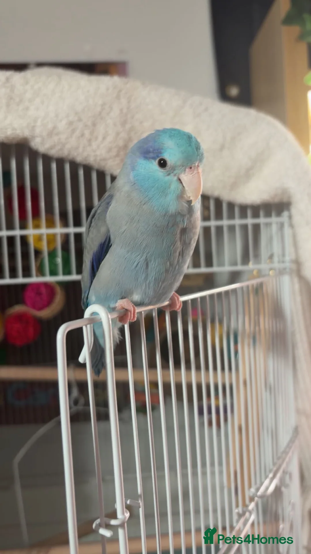 Parrots birds for sale: Male Blue Parrotlet  in Bedford - Advert 1