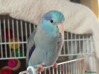 Parrots birds Male Blue Parrotlet - Advert 10