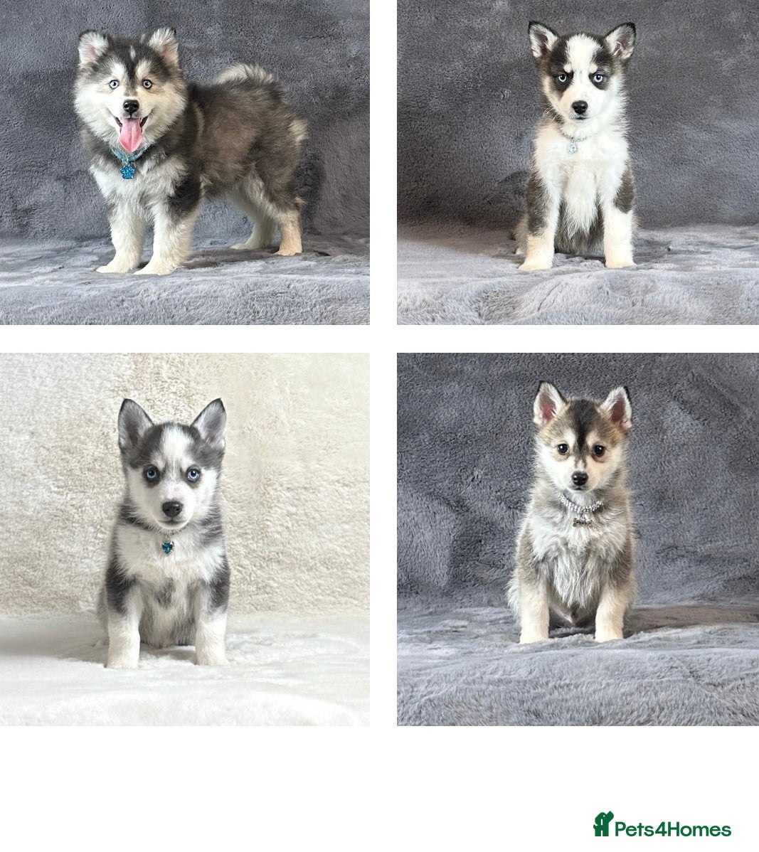 Pomsky dogs Stunning blue eyes f3 Pomsky puppies for sale - Advert 3