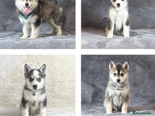 Pomsky dogs Stunning blue eyes f3 Pomsky puppies for sale - Advert 2