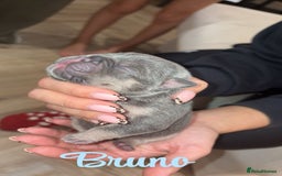 French Bulldog dogs for sale: French bulldog puppies  - Advert 6