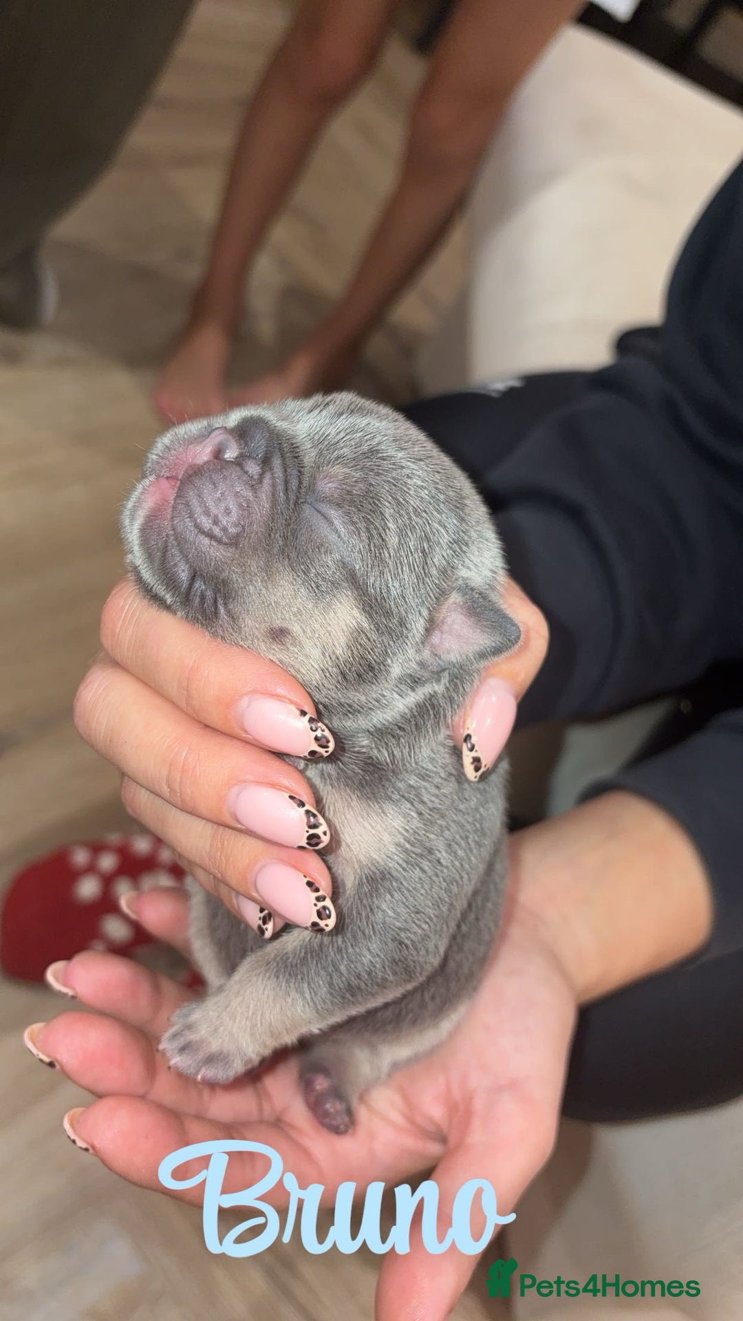 French Bulldog dogs for sale: French bulldog puppies  - Advert 6