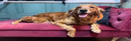 Golden Retriever dogs for sale: 🐶 DUE SOON GOLDEN RETRIEVER PUPPYS 🐶 - Advert 4