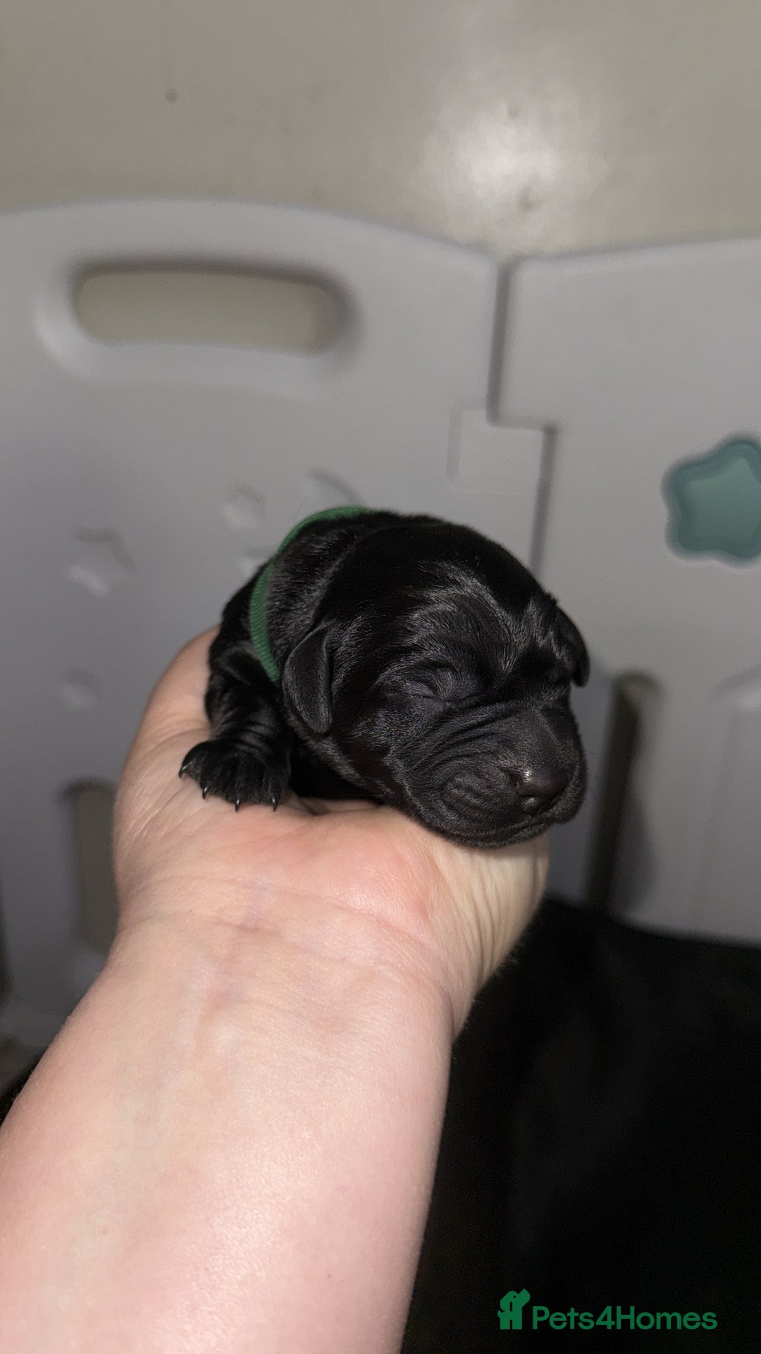 Labrador Retriever dogs for sale: Labrador Puppies  - Image 8