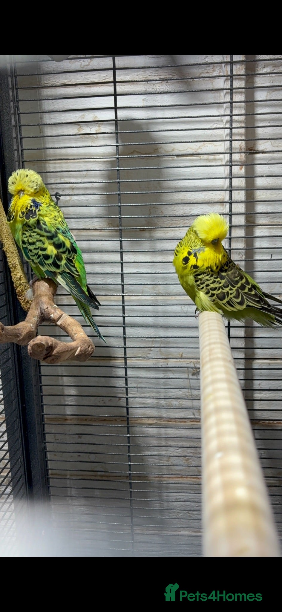 Budgerigars birds Full set up+ x2 breeding budgies pairs - Advert 2
