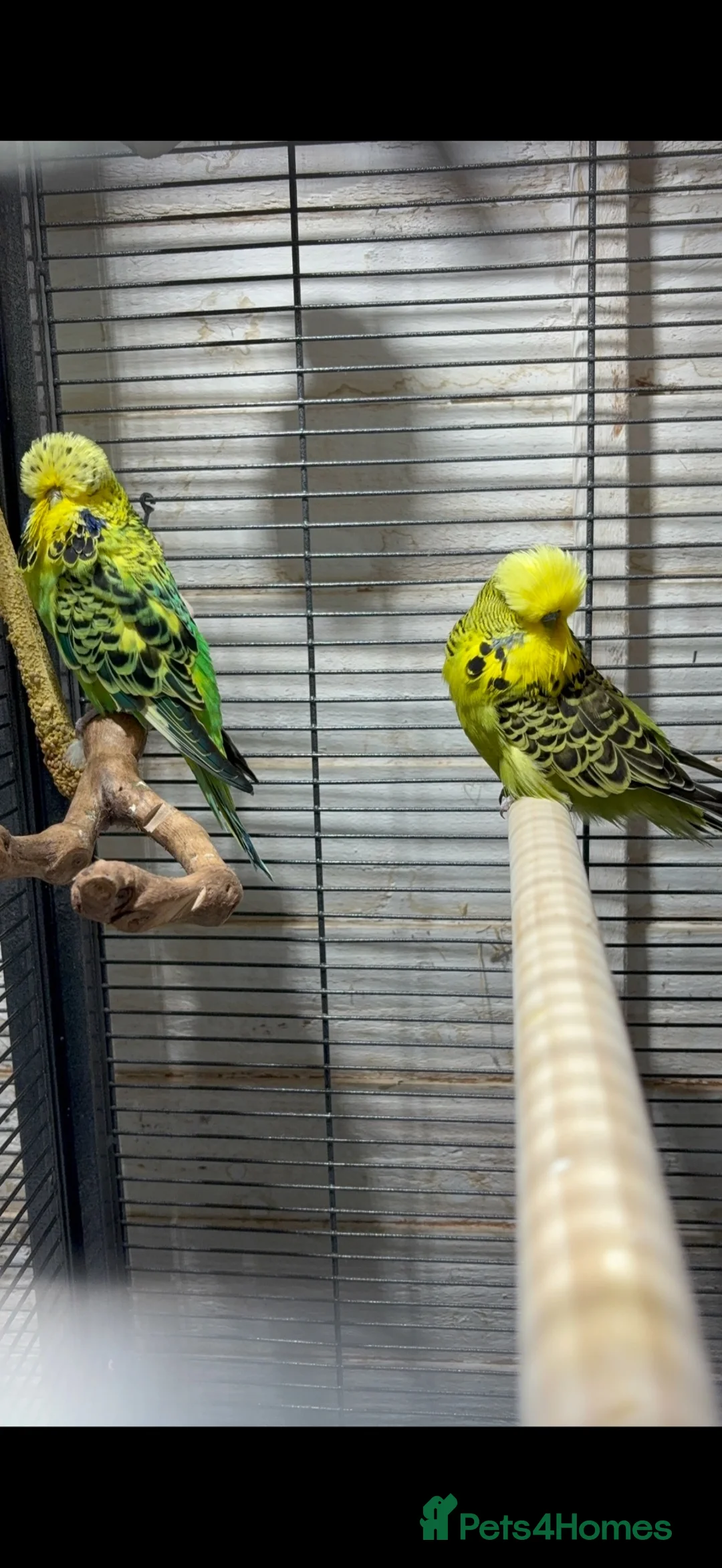 Budgerigars birds for sale: Full set up+ x2 breeding budgies pairs - Advert 2
