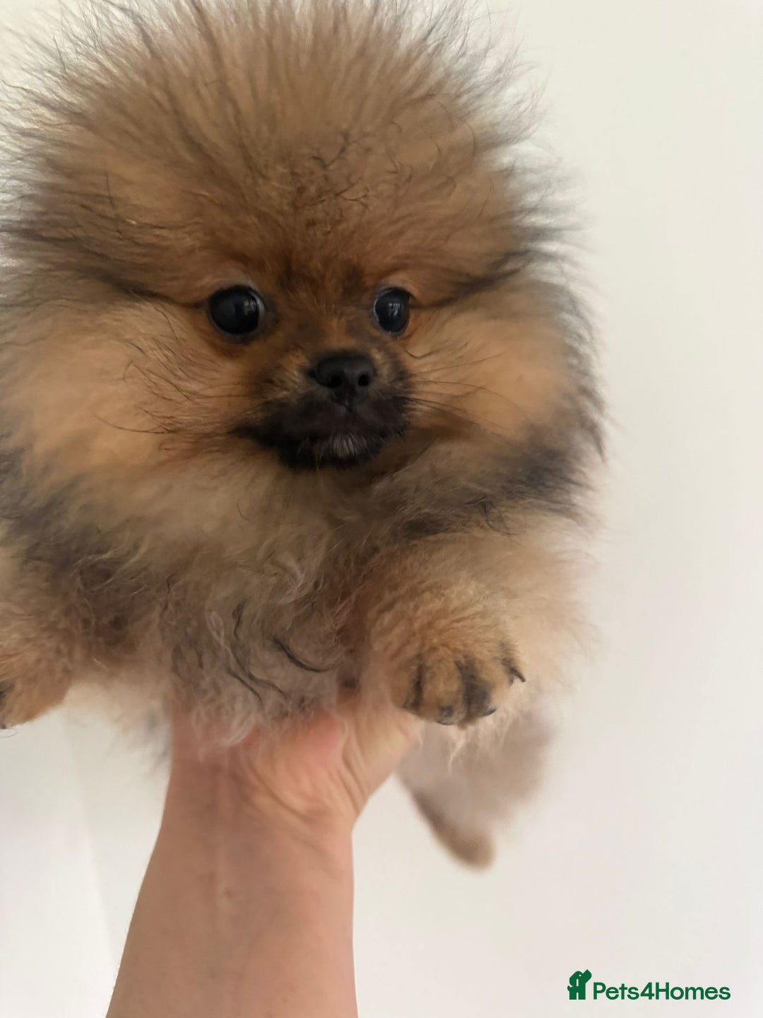 Pomeranian dogs for sale: Beautiful Pomeranian puppy in a unique colour - Advert 2