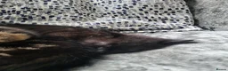 Mixed Breed cats for sale: 3 beautiful kittens looking for there new home - Advert 9