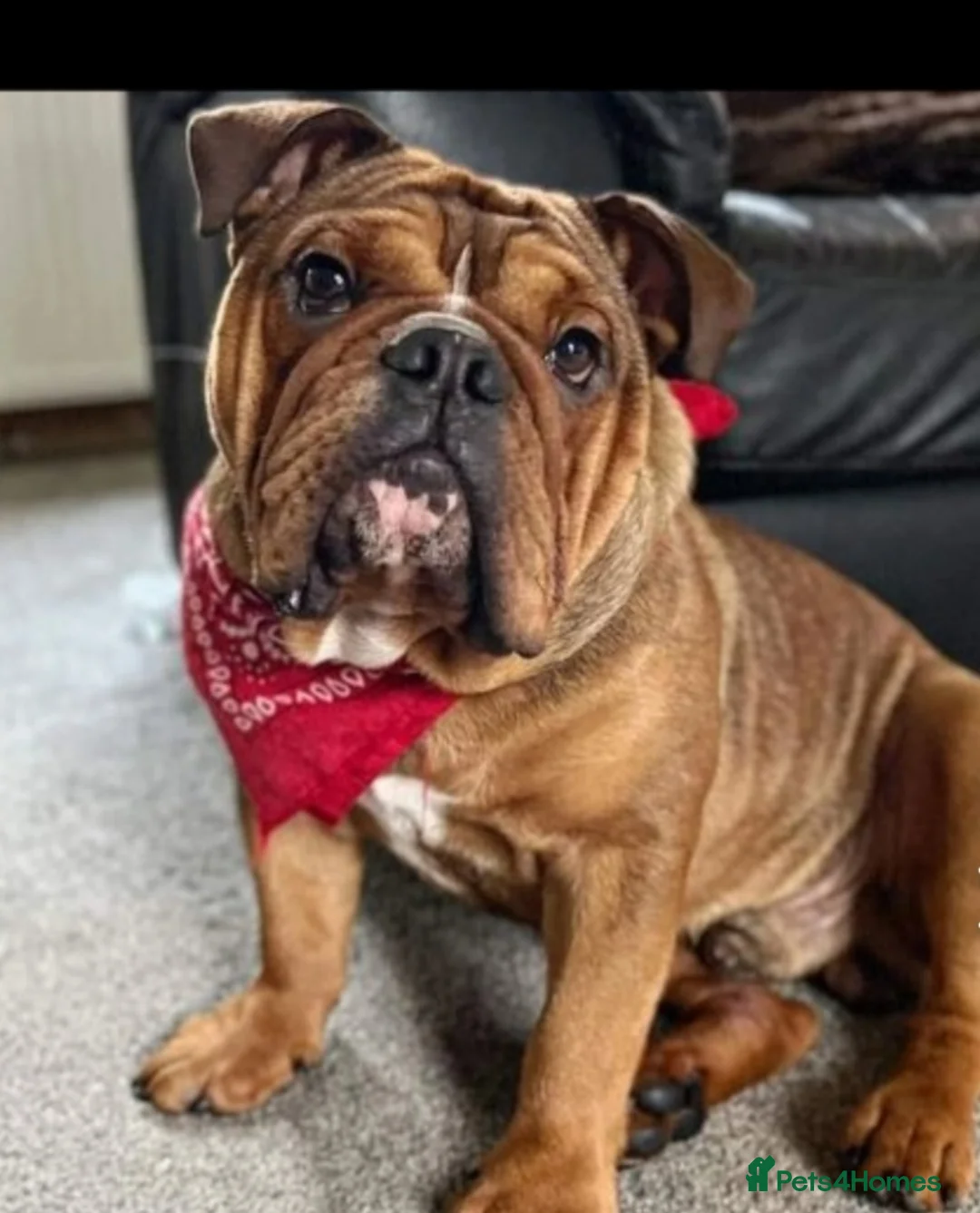English Bulldog dogs for stud: Kc registered Choc sable EBD STUD ONLY in Bradford - Advert 9