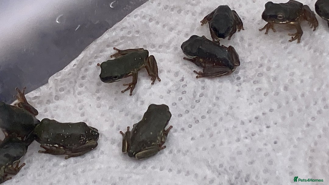 Frog reptiles for sale: Whites tree froglets  - Image 5