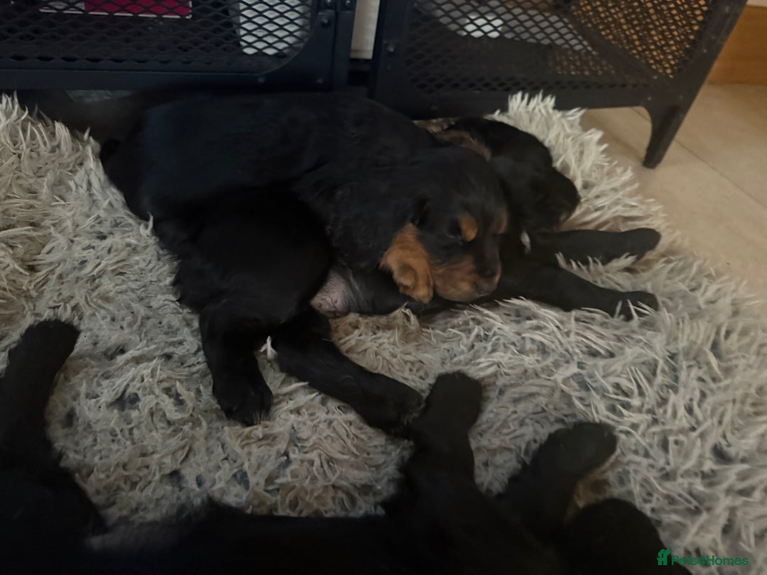 Cocker Spaniel dogs for sale: Working cocker spaniels  - Image 28