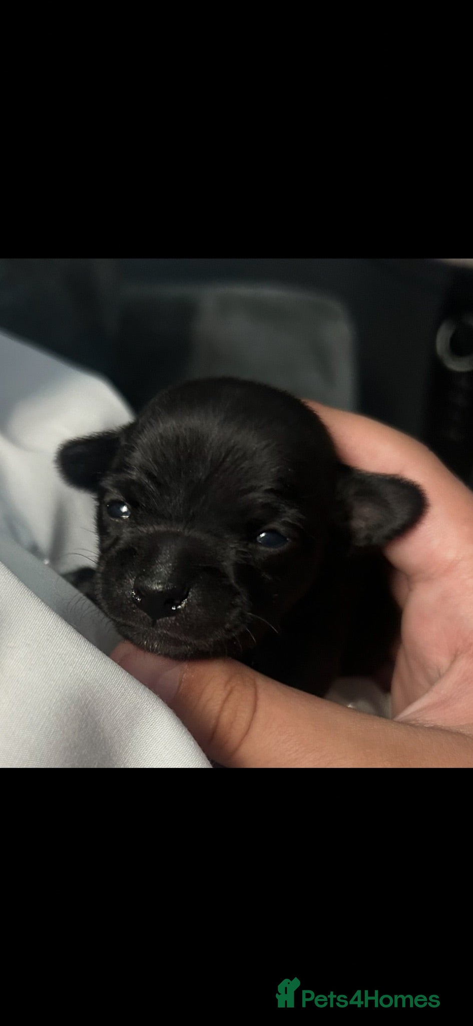 Chihuahua dogs Chihuahua puppies 2x boys 1x girl  - Advert 1