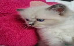 Ragdoll cats for sale: Ragdoll kittens  - Image 11