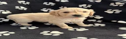 Golden Retriever dogs for sale: Kennel Club Health Tested Golden Retriever Puppies - Advert 23