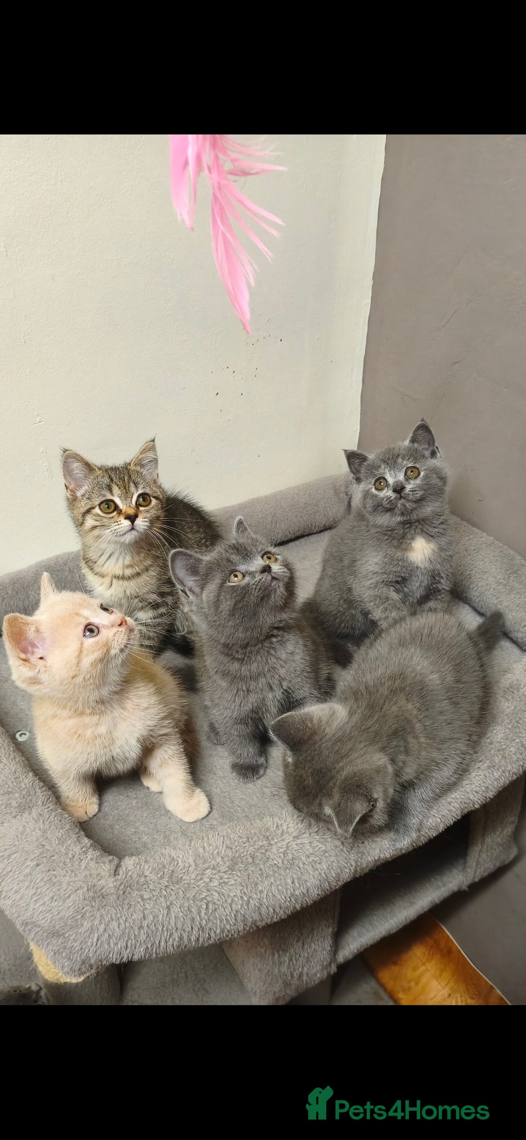 British Shorthair cats for sale: British Shorthair Kittens Imported Parents  - Advert 30