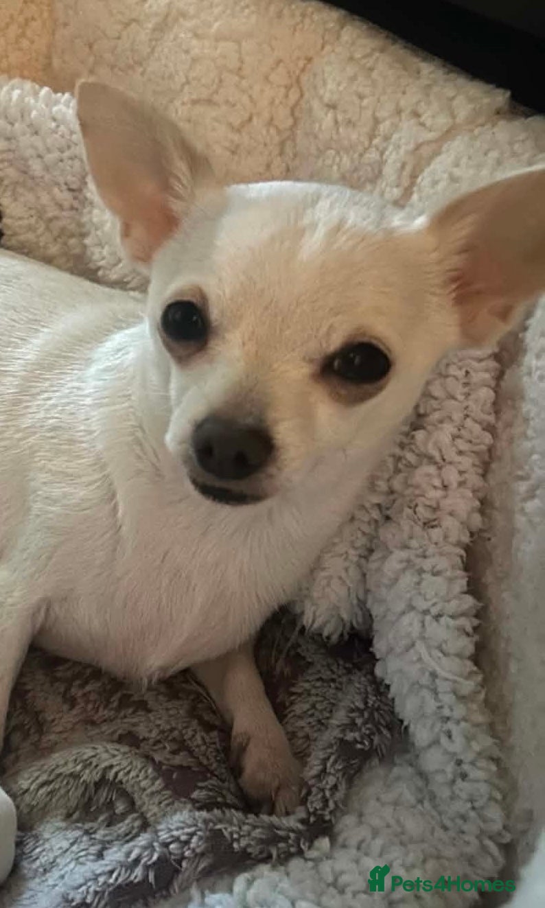 Stella