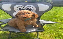 Cockapoo dogs for sale: F1 Cockapoo Puppies DNA hereditary clear - Image 2
