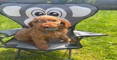 Cockapoo dogs - Advert 12