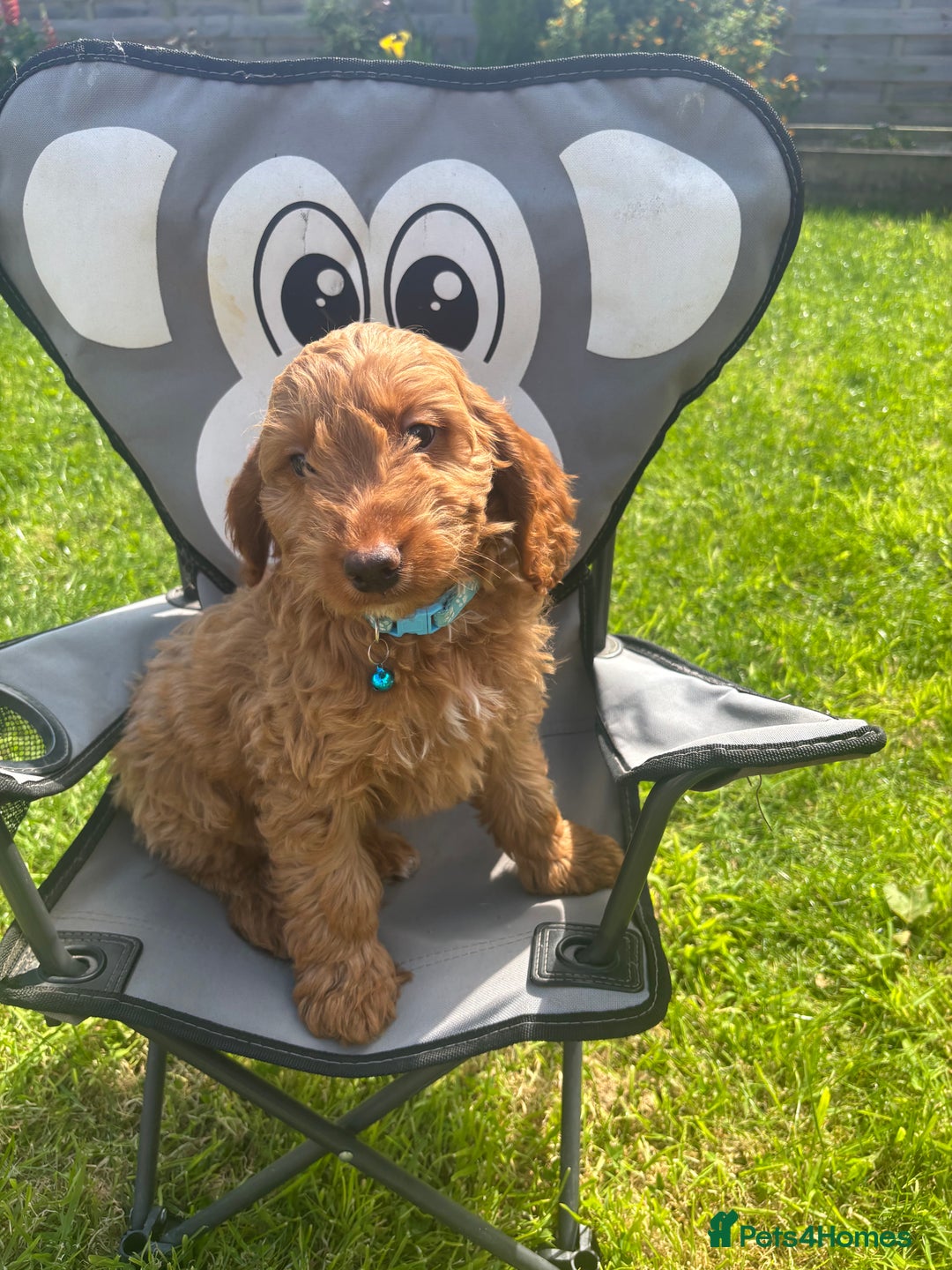 Cockapoo dogs for sale: F1 Cockapoo Puppies DNA hereditary clear - Image 2