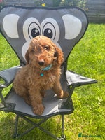 Cockapoo dogs - Advert 11