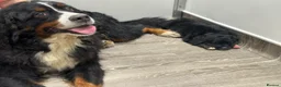 Bernese Mountain Dog dogs for sale: Wonderful litter of Golden Mountain Dogs - Advert 35