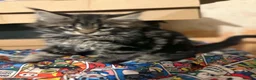 Maine Coon cats for sale: Stunning TICA registered Maine coon kittens 4 left in Doncaster - Advert 11
