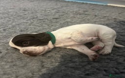 English Springer Spaniel dogs for sale: Adorable Springer Spaniel Puppies - Image 20