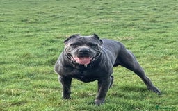 Cane Corso dogs for sale: 19 week male cane corso  - Image 6