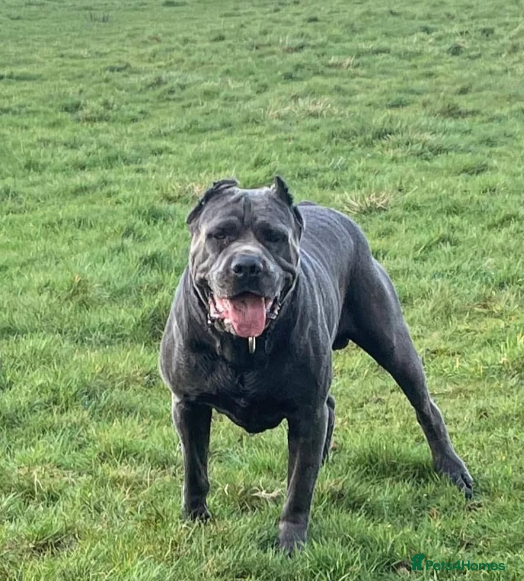 Cane Corso dogs for sale: 19 week male cane corso  - Image 6