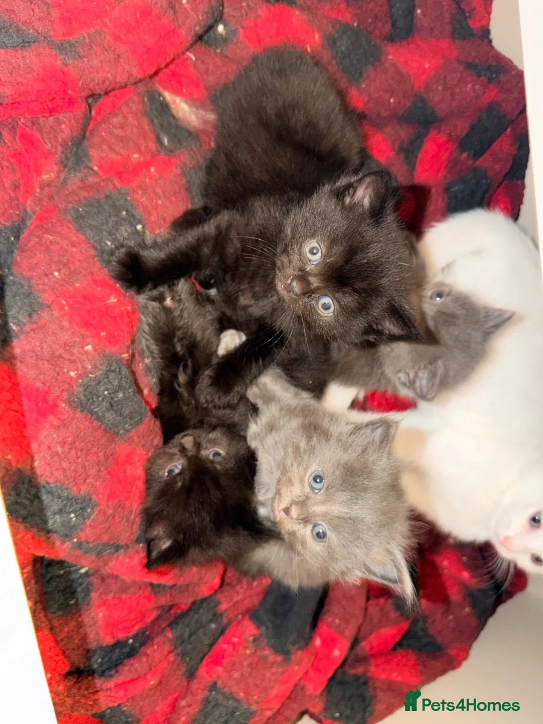 Ragdoll cats for sale: READY NOW Ragdoll cross British blue  - Advert 2