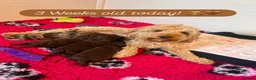 Cockapoo dogs for sale: Last Chocolate F1B Male Cockapoo Available 🧸🤎 - Advert 3