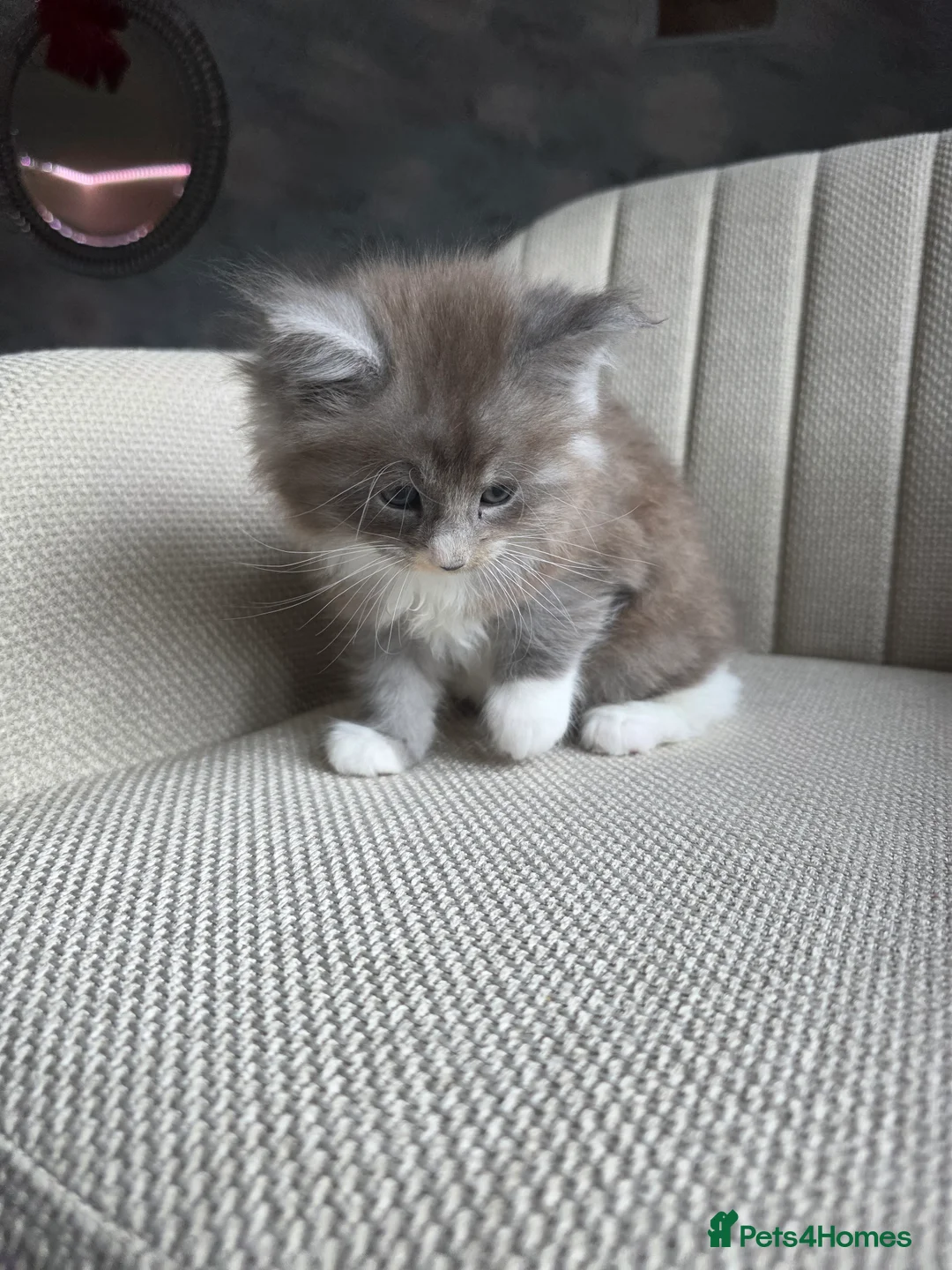 Ragcoon cats for sale: Adorable Maine Coon x Ragdoll Kittens - Advert 10