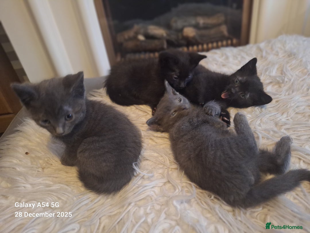British Shorthair cats for sale: Kittens for sale  - Advert 9