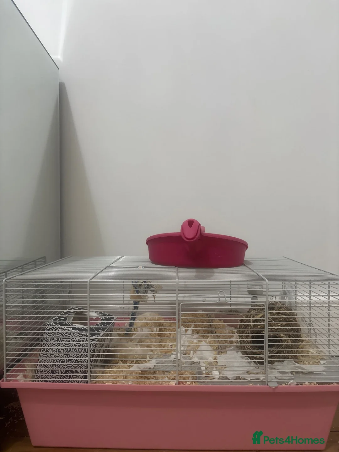 Hamster rodents for sale: roborovski dwarf hamster and cage  in Farnborough - Advert 2