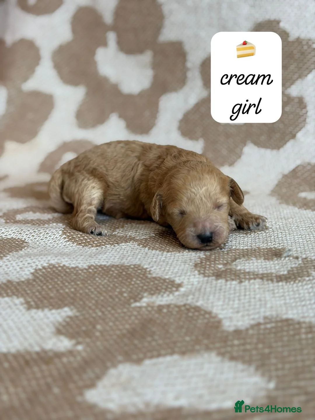 Miniature Poodle dogs for sale: 🤎🐶miniature poodles🐶🤎 - Advert 20
