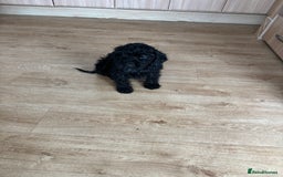 Mixed Breed dogs for sale: Sproodles - Image 4