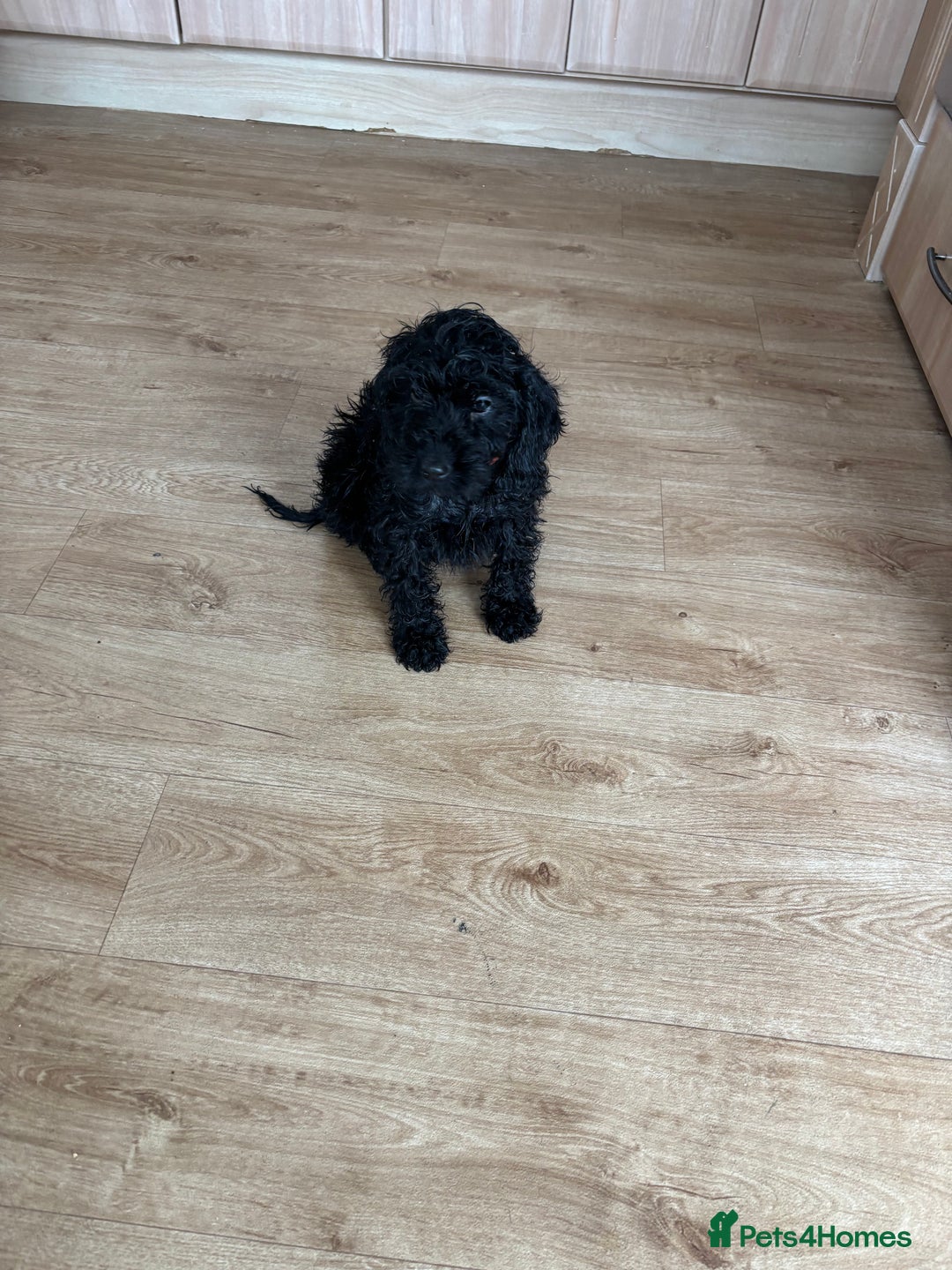 Mixed Breed dogs for sale: Sproodles - Image 4