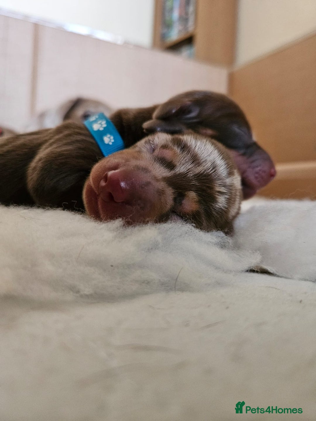 Miniature Dachshund dogs for sale: Beautiful miniature dachshunds - Advert 12