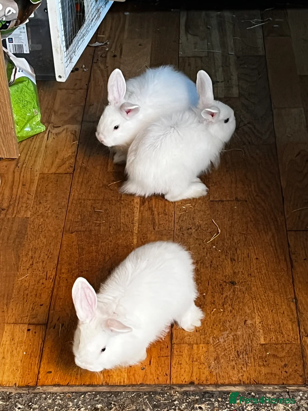 Mixed Breed rabbits for sale: Lion head mix  in Uxbridge - Advert 2
