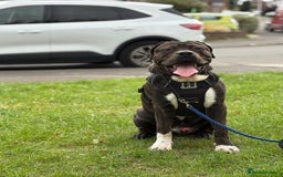 Presa Canario dogs for sale: Presa for rehoming  - Image 2