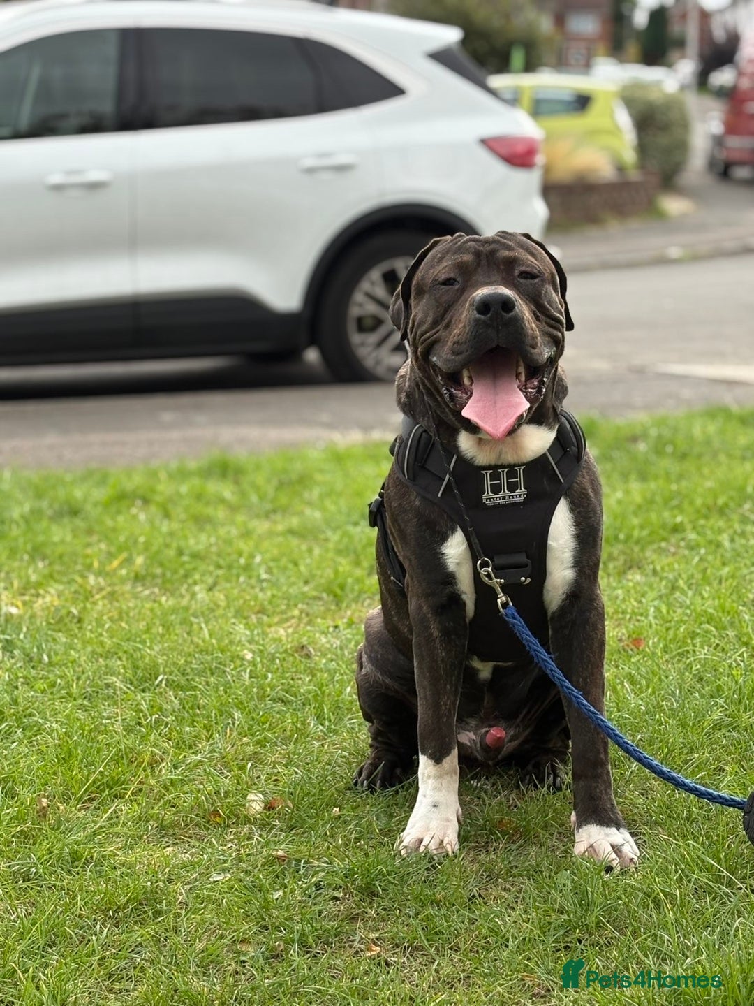 Presa Canario dogs for sale: Presa for rehoming  - Image 2
