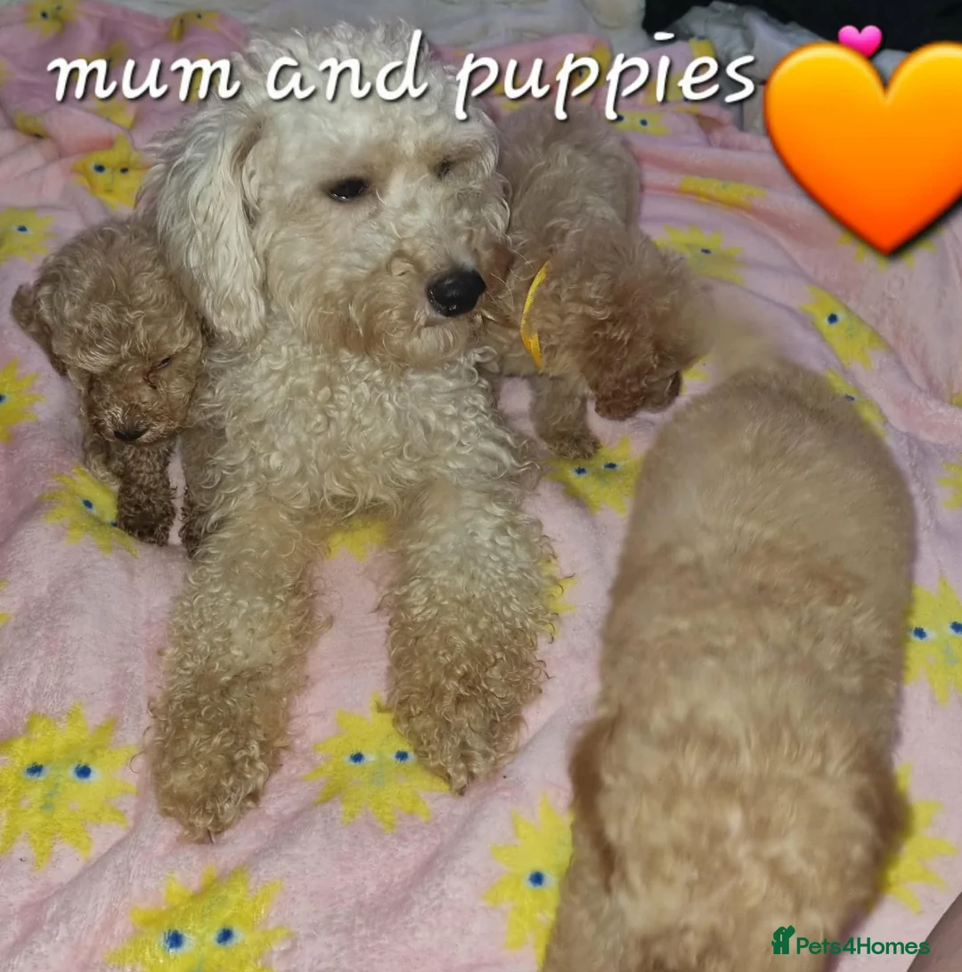 Cavapoochon dogs for sale: Beautiful cavapoochon puppies  - Advert 12